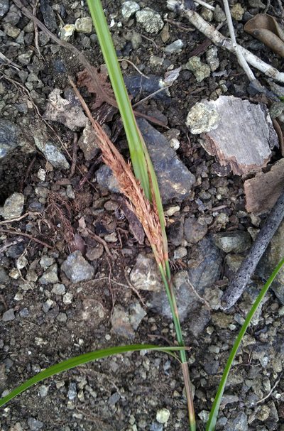 Carex spinirostris, photographed by Peter de Lange