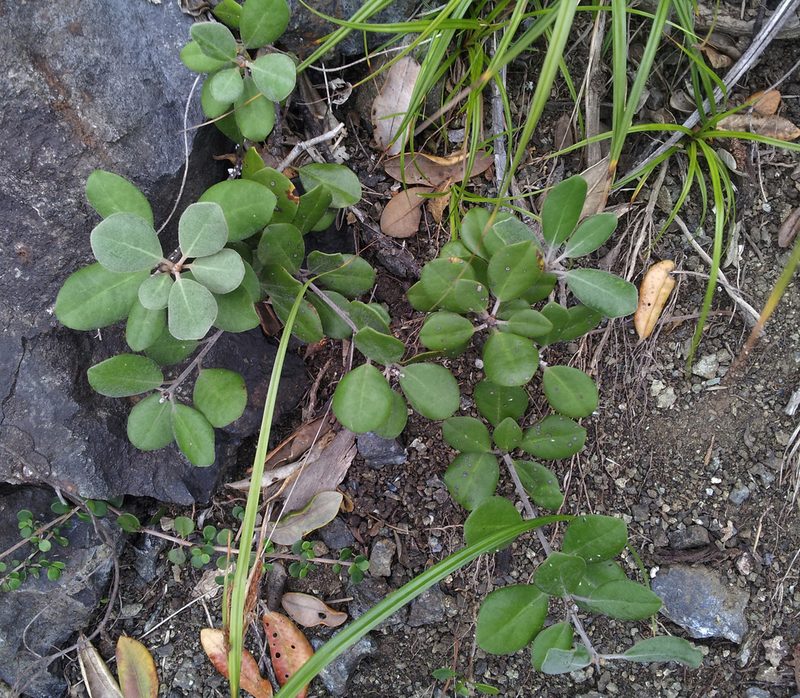 Pittosporum serpentinum, photographed by Peter de Lange