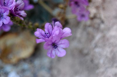 Phacelia calthifolia, photographed by marek