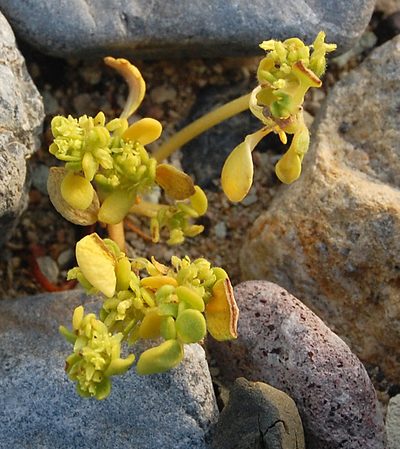 Gilmania luteola, photographed by marek