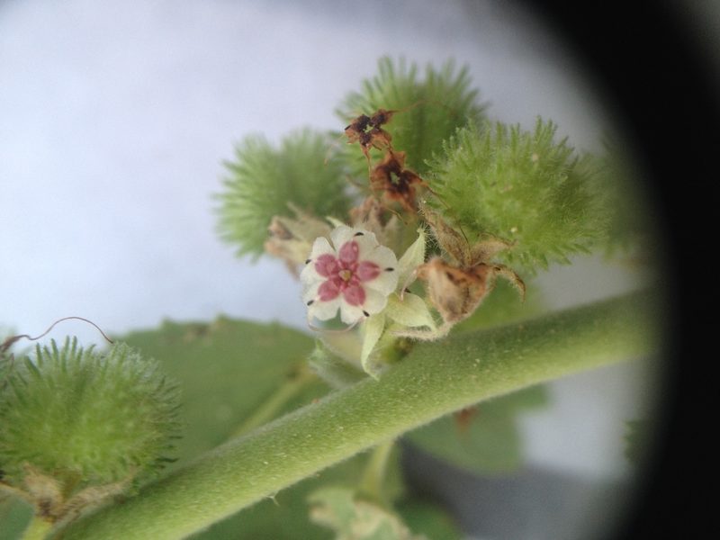 Ayenia tomentosa, photographed by Étienne Lacroix-Carignan