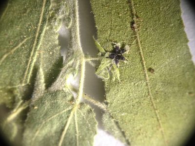 Ayenia tomentosa, photographed by Étienne Lacroix-Carignan
