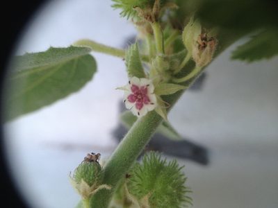 Ayenia tomentosa, photographed by Étienne Lacroix-Carignan