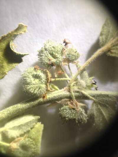 Ayenia tomentosa, photographed by Étienne Lacroix-Carignan