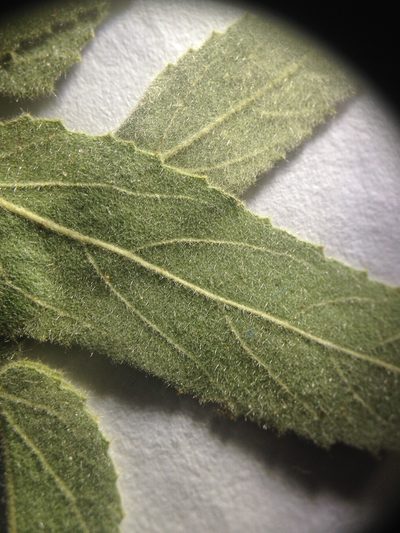 Ayenia tomentosa, photographed by Étienne Lacroix-Carignan