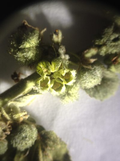 Ayenia tomentosa, photographed by Étienne Lacroix-Carignan