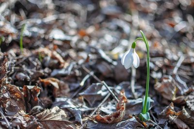 Galanthus plicatus, photographed by Татьяна Прозорова