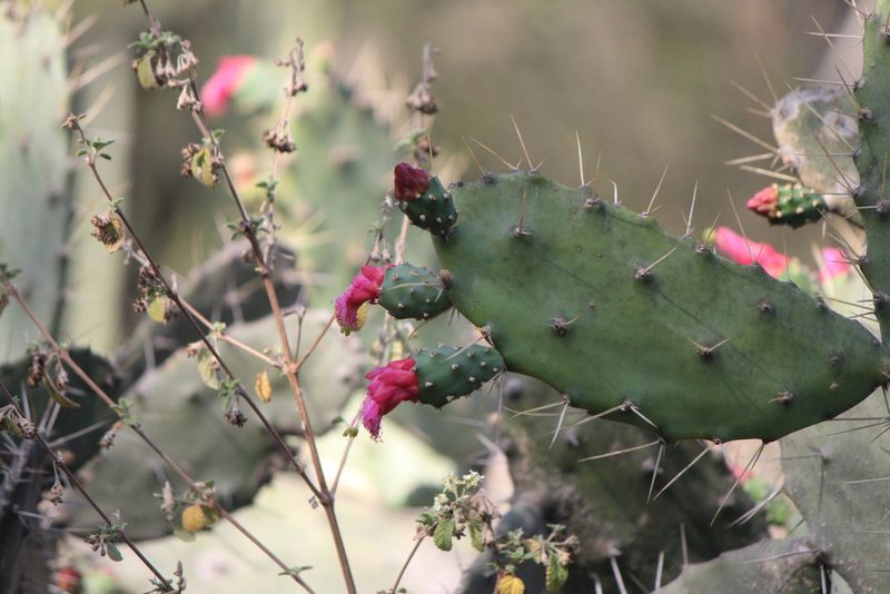 Opuntia dejecta, photographed by José Belem Hernández Díaz