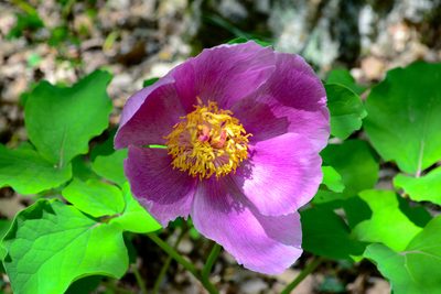 Paeonia daurica, photographed by Vitaliy Rudenko