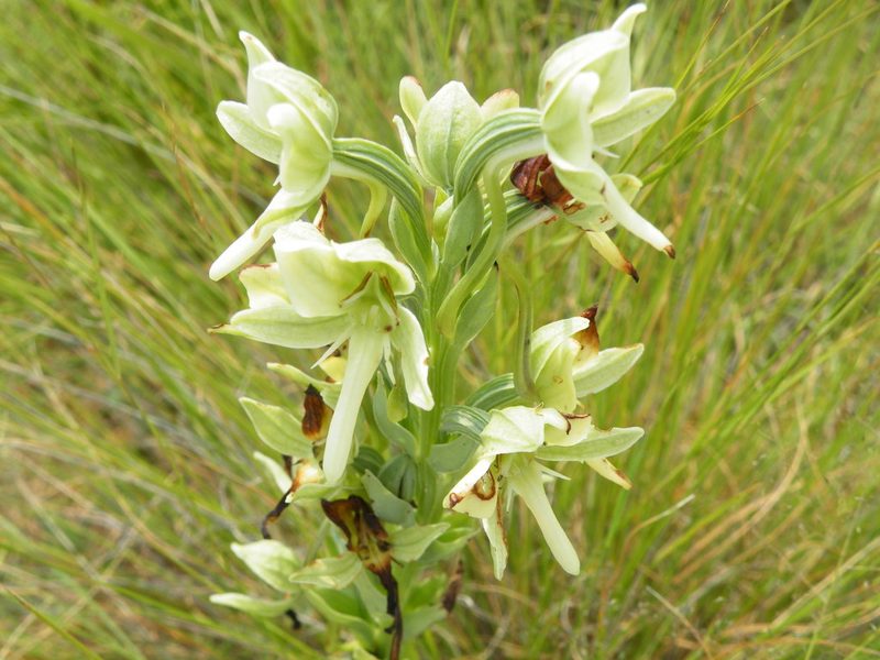 Habenaria epipactidea, photographed by Antoinette Eyssell Knox