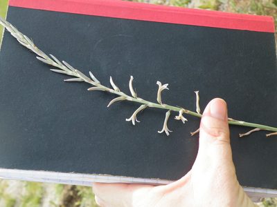 Aloe bergeriana, photographed by Antoinette Eyssell Knox