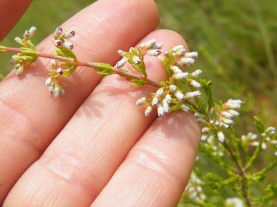 Erica drakensbergensis, photographed by Antoinette Eyssell Knox