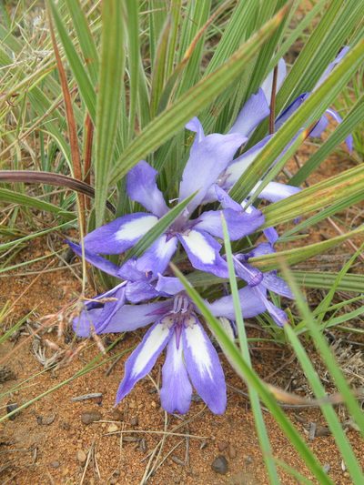 Babiana bainesii, photographed by Antoinette Eyssell Knox
