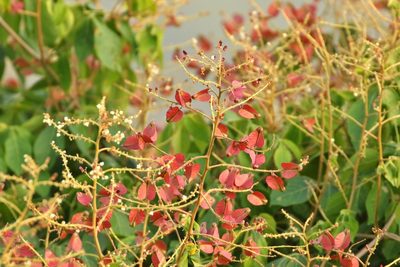 Serjania mexicana, photographed by Thibaud Aronson