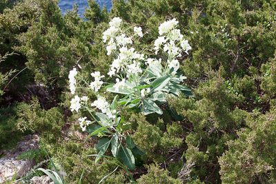 Brassica insularis, photographed by Drepanostoma