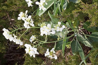 Brassica insularis, photographed by Drepanostoma