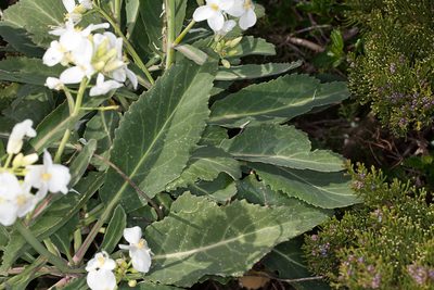 Brassica insularis, photographed by Drepanostoma