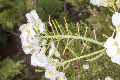 Brassica insularis, photographed by Drepanostoma