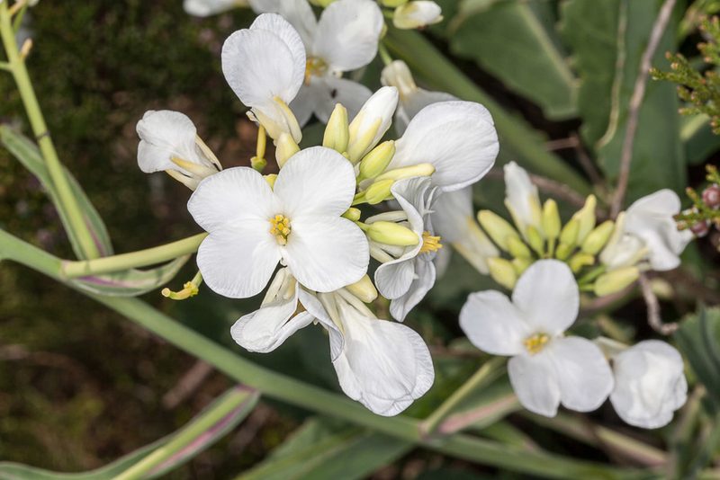 Brassica insularis, photographed by Drepanostoma