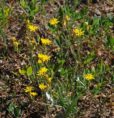 Crepis intermedia, photographed by Todd Boland