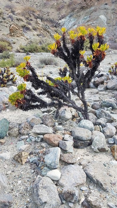 Eriogonum preclarum, photographed by Alan Rockefeller