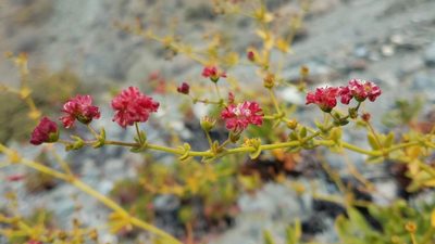 Eriogonum preclarum, photographed by Alan Rockefeller