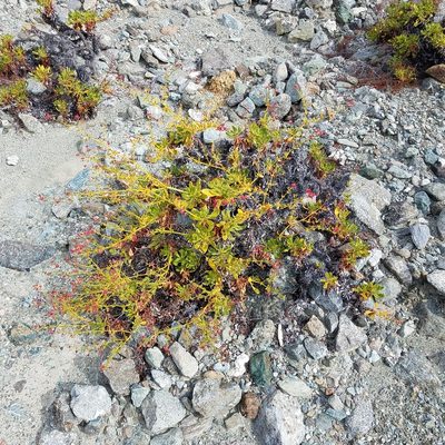 Eriogonum preclarum, photographed by Alan Rockefeller
