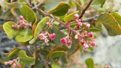 Rhus lentii, photographed by Alan Rockefeller