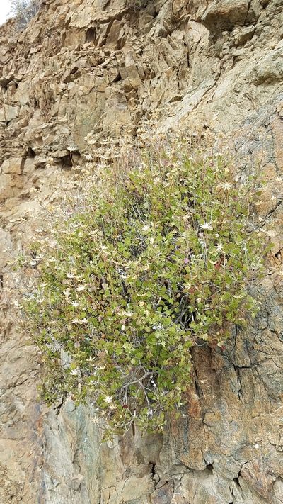 Pleurocoronis laphamioides, photographed by Alan Rockefeller