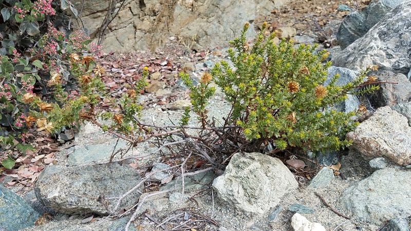 Bajacalia moranii, photographed by Alan Rockefeller