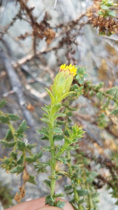 Bajacalia moranii, photographed by Alan Rockefeller