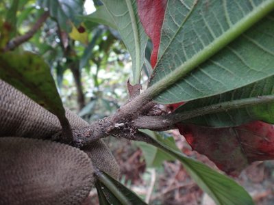 Litsea acutivena, photographed by 呂一起(Lyu yi-chi)