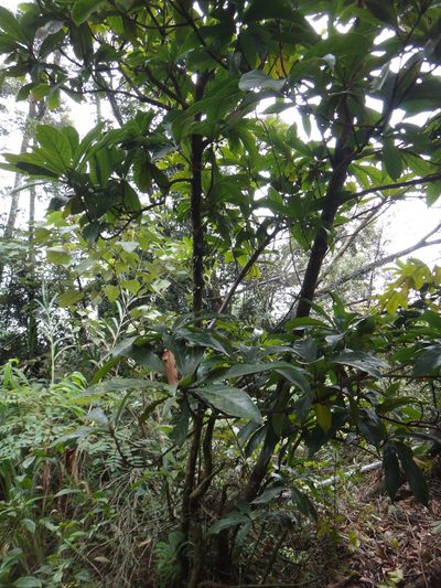 Litsea acutivena, photographed by 呂一起(Lyu yi-chi)