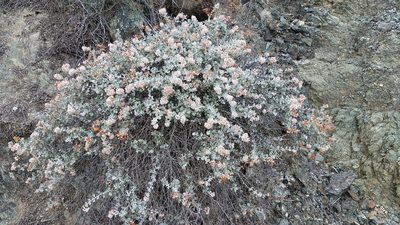 Eriogonum pondii, photographed by Alan Rockefeller