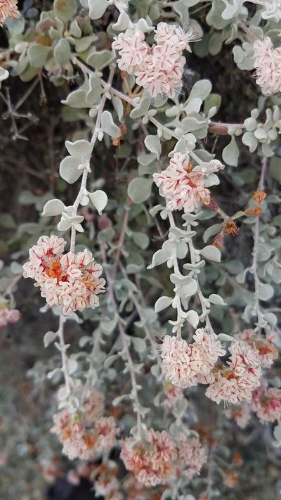 Eriogonum pondii, photographed by Alan Rockefeller