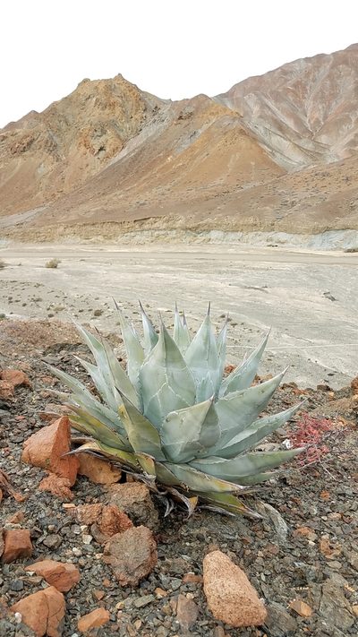 Agave vizcainoensis, photographed by Alan Rockefeller