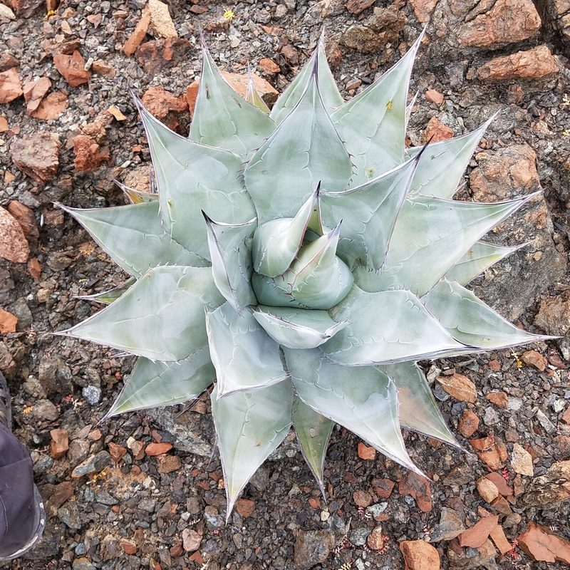 Agave vizcainoensis, photographed by Alan Rockefeller
