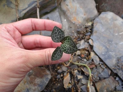 Anoectochilus formosanus, photographed by 呂一起(Lyu yi-chi)