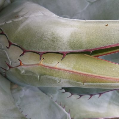 Agave vizcainoensis, photographed by Alan Rockefeller