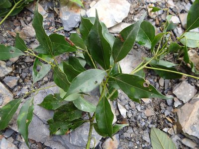 Cinnamomum philippinense, photographed by 呂一起(Lyu yi-chi)