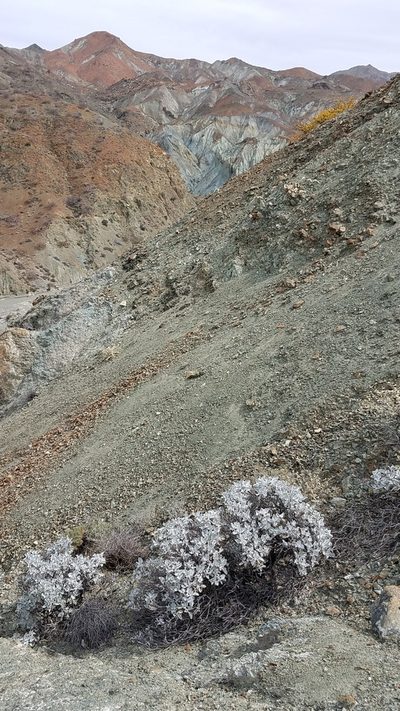 Viguiera lanata, photographed by Alan Rockefeller