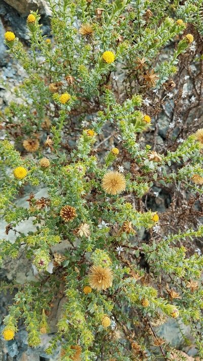 Bajacalia moranii, photographed by Alan Rockefeller