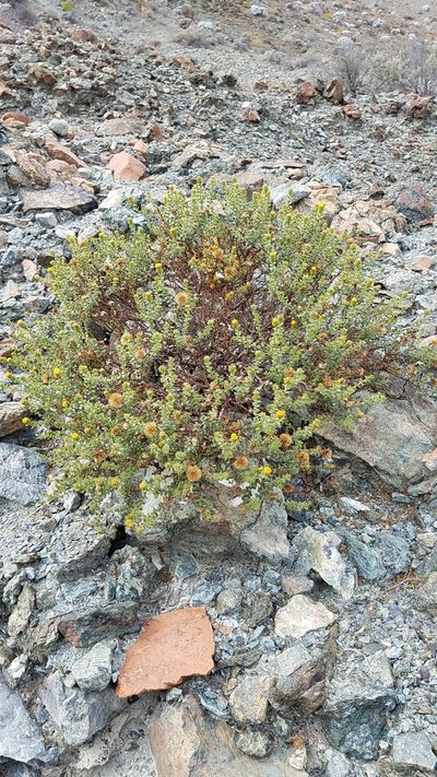 Bajacalia moranii, photographed by Alan Rockefeller