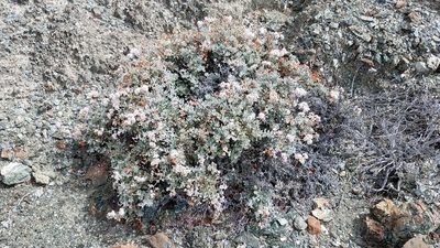 Eriogonum pondii, photographed by Alan Rockefeller