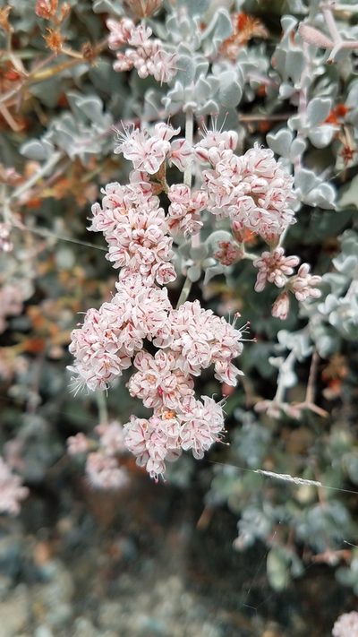 Eriogonum pondii, photographed by Alan Rockefeller