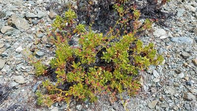 Eriogonum preclarum, photographed by Alan Rockefeller