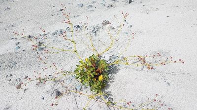 Eriogonum preclarum, photographed by Alan Rockefeller