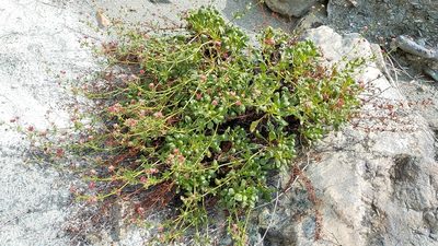 Eriogonum preclarum, photographed by Alan Rockefeller