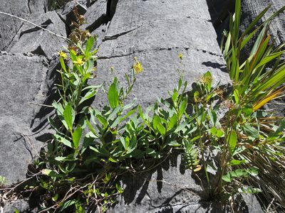 Senecio glaucophyllus, photographed by Alice Shanks