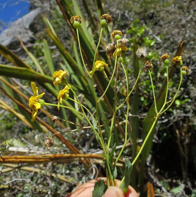 Senecio glaucophyllus, photographed by Alice Shanks